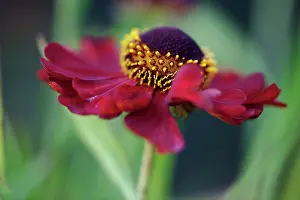 Helens: Helen's flower, Sneezeweed