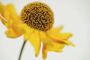 Helens: Helen's flower, Sneezeweed, Helenium, viewed side on showing