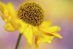Helens: Helen's flower, Sneezeweed, Helenium, viewed side on showing