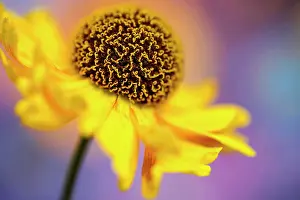 Helens: Helen's flower, Sneezeweed, Helenium, viewed side on showing
