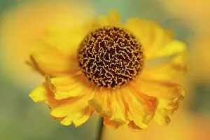 Helens: Helen's flower, Sneezeweed, Helenium, viewed side on showing