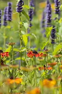 Helens: Helen's flower, Sneezeweed, Helenium cultivar, Orange