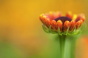 Helens: Helen's flower, Sneezeweed, Helenium cultivar, Orange