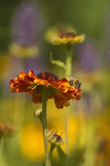Helens: Helen's flower, Sneezeweed, Helenium cultivar, Orange