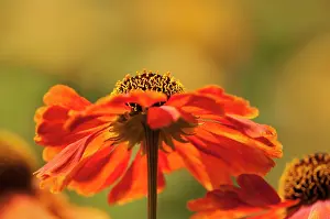 020617: Helen's flower, Sneezeweed, Helenium cultivar, Orange