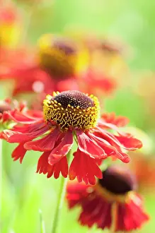 Helens: Helen's flower, Sneezeweed, Helenium Moerheim Beauty
