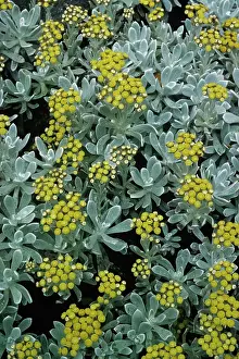Helichrysum: Helichrysum