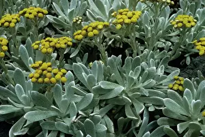 Helichrysum: Helichrysum