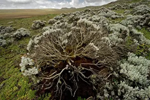 Michele Menegon: Helichrysum sp. flowers on Sanetti Plateau