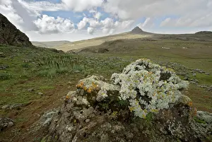 Michele Menegon: Helichrysum sp. flowers on Sanetti Plateau