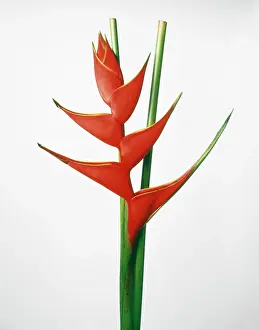 Heliconia: Heliconia