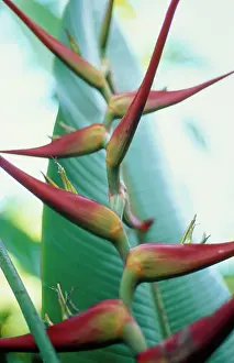 Heliconia: Heliconia