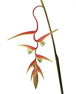 Heliconia: Heliconia