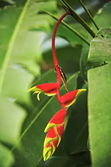 Rostrata: Heliconia