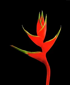 Heliconia: Heliconia