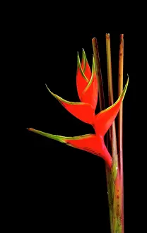 Heliconia: Heliconia