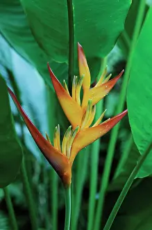 Heliconia: Heliconia