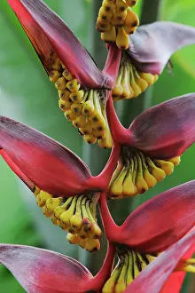 Organized: Heliconia
