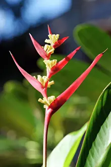Lobster: Heliconia