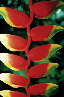 Lobster: Heliconia