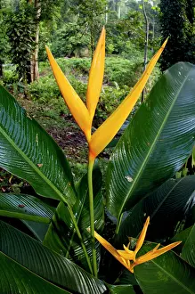 Heliconia: Heliconia (a species of Ginger) plant flowers at