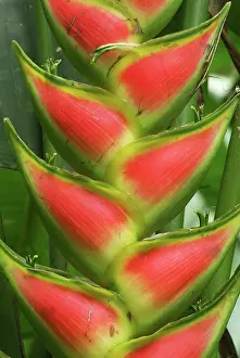 Heliconia: Heliconia Flower