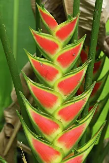 Heliconia: Heliconia Flower