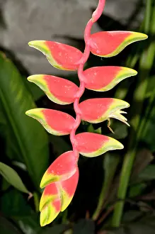 Heliconia: Heliconia flower exotica, Indonesia