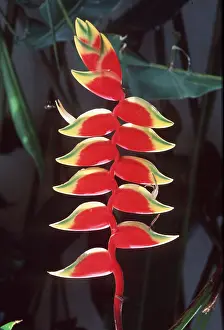 Rostrata: HELICONIA ROSTRATA