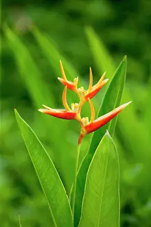 Heliconia: Heliconia sp