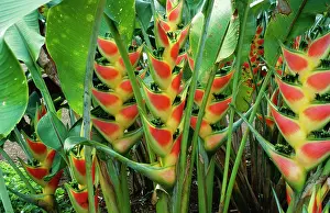 Pollinated: Heliconia Wagneriana - (Banana family) pollinated