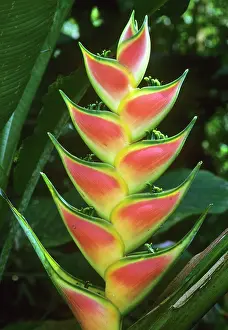 Selva: Heliconias, (Heliconia walkeriana), La Selva