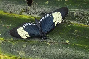 Heliconius: Heliconius butterfly (Heliconius cydno) Heliconiini