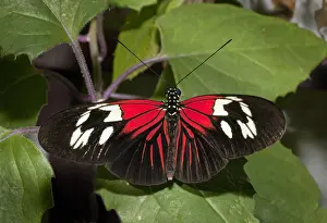 Brush: (Heliconius Melpomene) Madiera