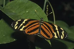 Nymphalid: Heliconius Mimic
