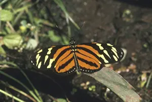 Nymphalid: Heliconius Mimic