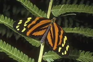 Nymphalid: Heliconius Mimic