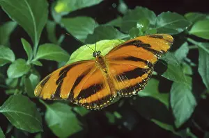 Nymphalid: Heliconius Mimic