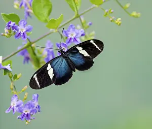 Antennata: Heliconius sara butterfly, Panama, February
