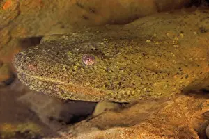 Hellbenders: Hellbender