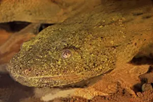 Hellbenders: Hellbender