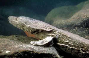 Cryptobranchus: Hellbender