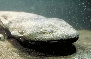 Cryptobranchus: Hellbender