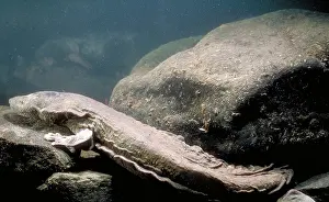 Cryptobranchus: Hellbender