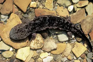 Alleganiensis: Hellbender