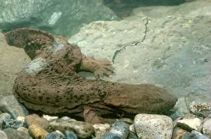 Caudata: Hellbender