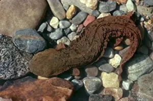 Tennessee: Hellbender
