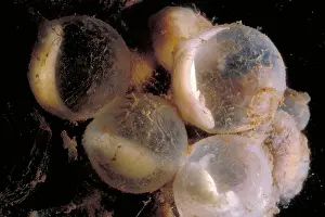 Cryptobranchus: Hellbender Eggs