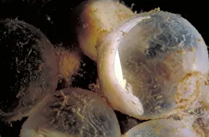 Cryptobranchus: Hellbender Eggs