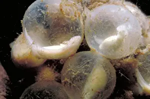 Cryptobranchus: Hellbender Eggs